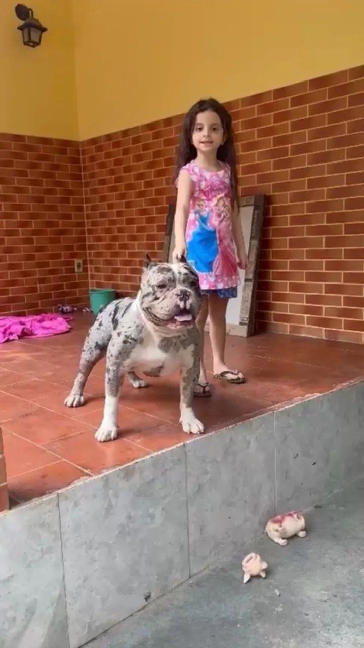 AMERICAN BULLY  - Foto 3