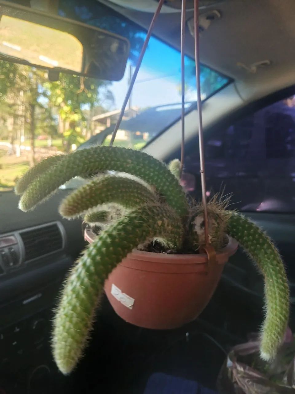 Planta rabo ? macaco