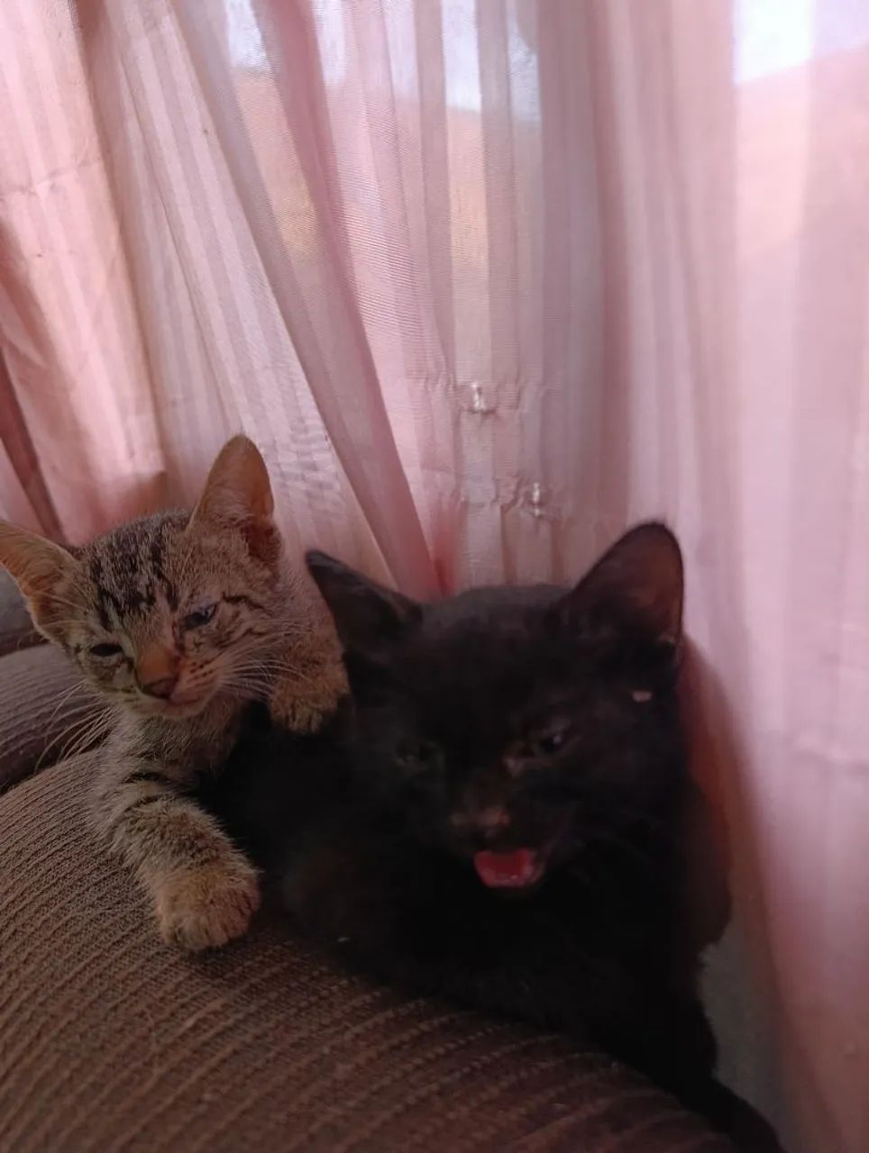 Doação de gatos  - Foto 3