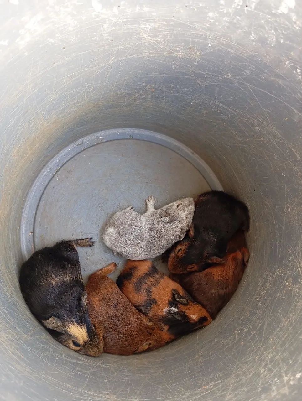 Vendo filhote de porquinho da índia  - Foto 3