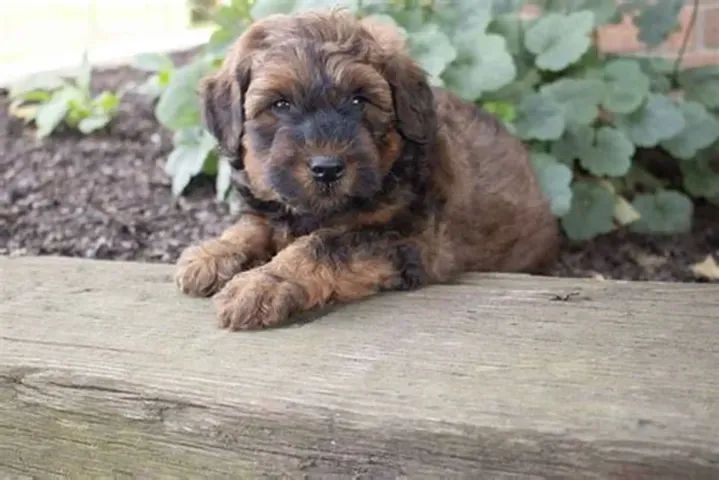 LINDOS PELUDINHOS  - Foto 4