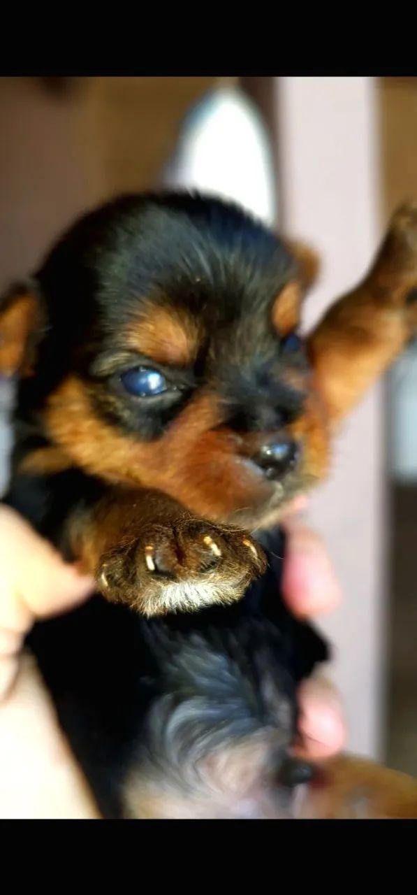Yorkshire Terriers 
