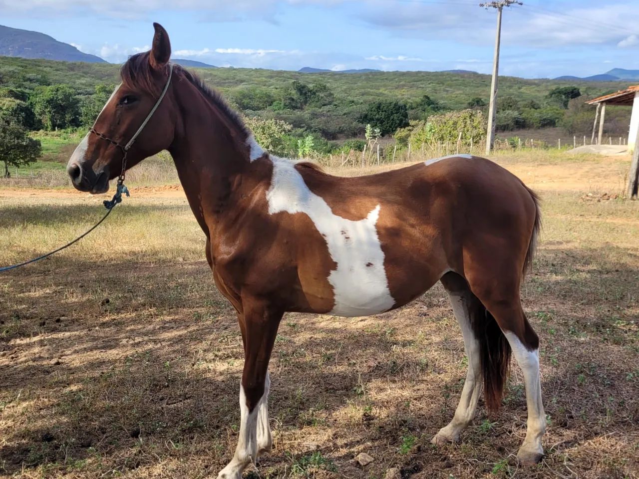 Cavalo QM com Mangalarga