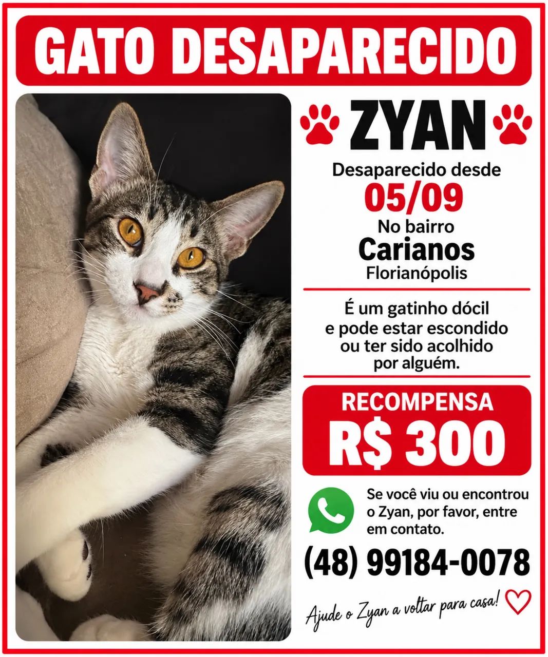 GATO ZYAN DESAPARECIDO - CARIANOS / FLORIANÓPOLIS - Serviços
