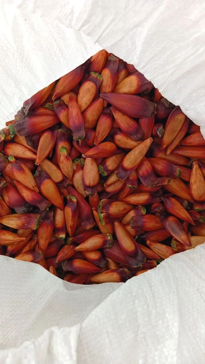 Pinhão 