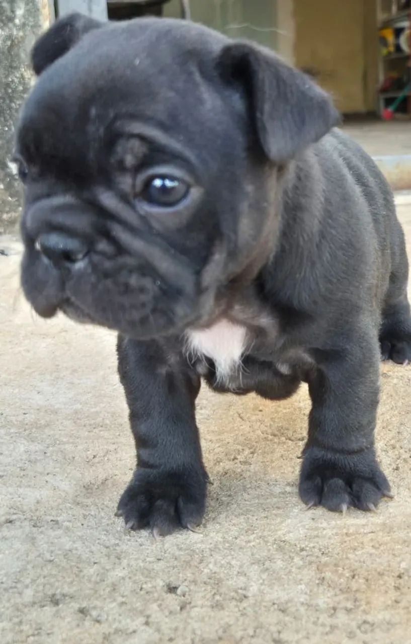 Bulldog francês mini  - Foto 3