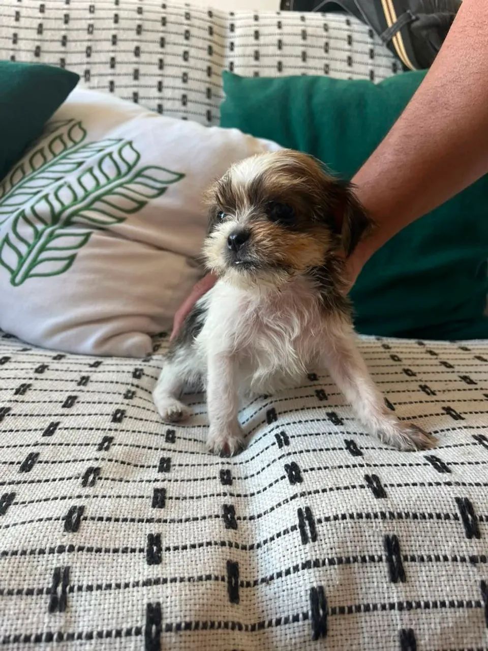 Cachorro - Foto 5
