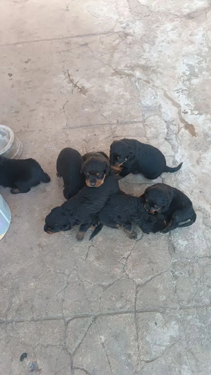 Filhotes de Rottweiler  - Foto 3