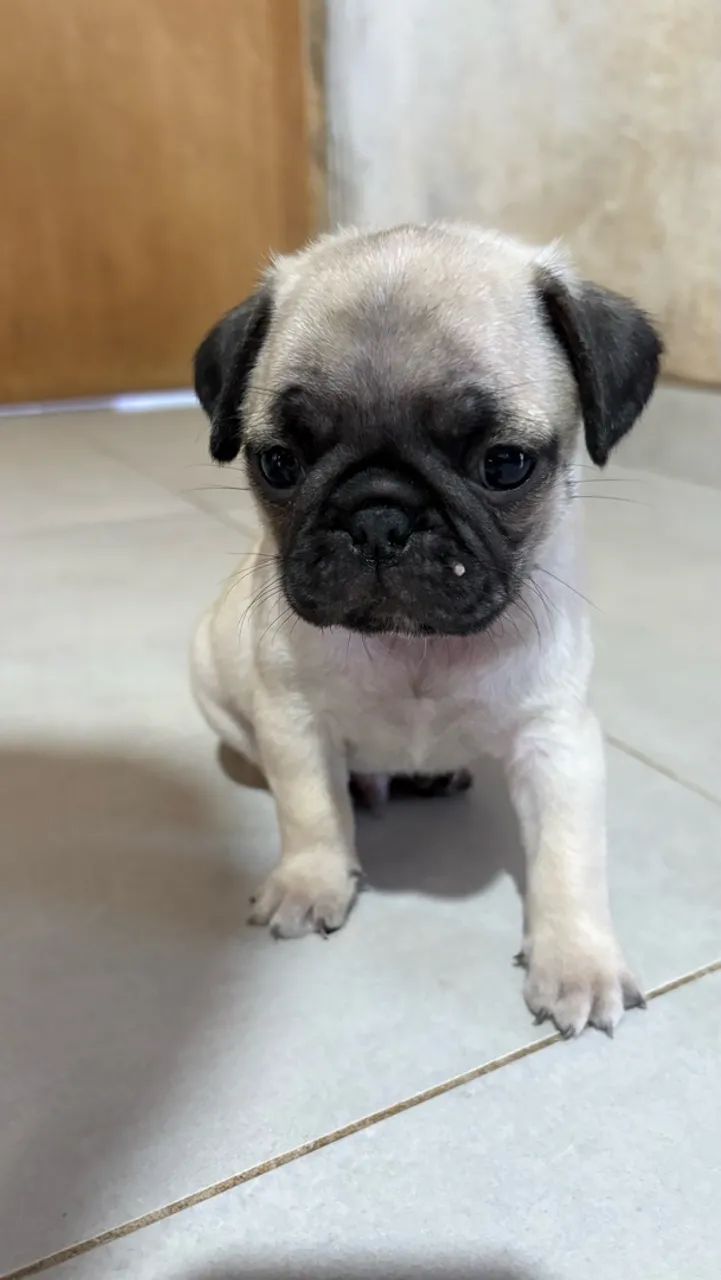 Pug - Foto 2