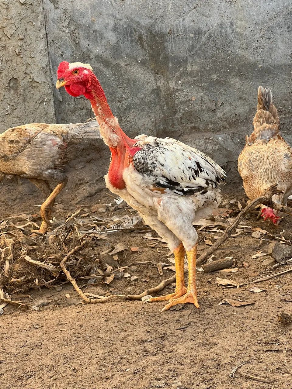 Frango suro