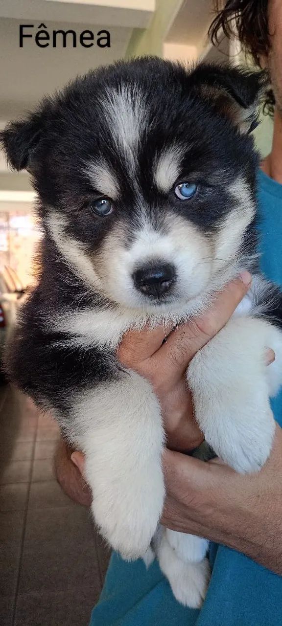 Husky Siberiano Wolly - Foto 2