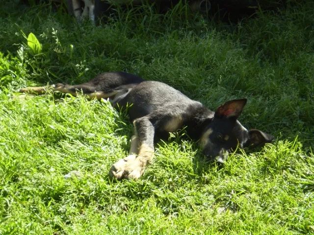 Filhote macho  - Foto 2