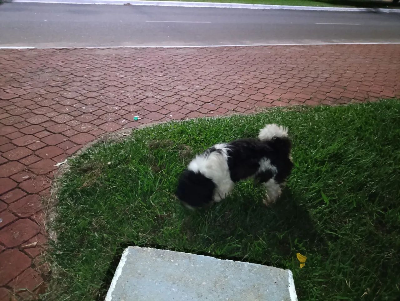 Vendo cachorro adulto raça Shitzu com 6 anos mais chamado de floquinho - Foto 4
