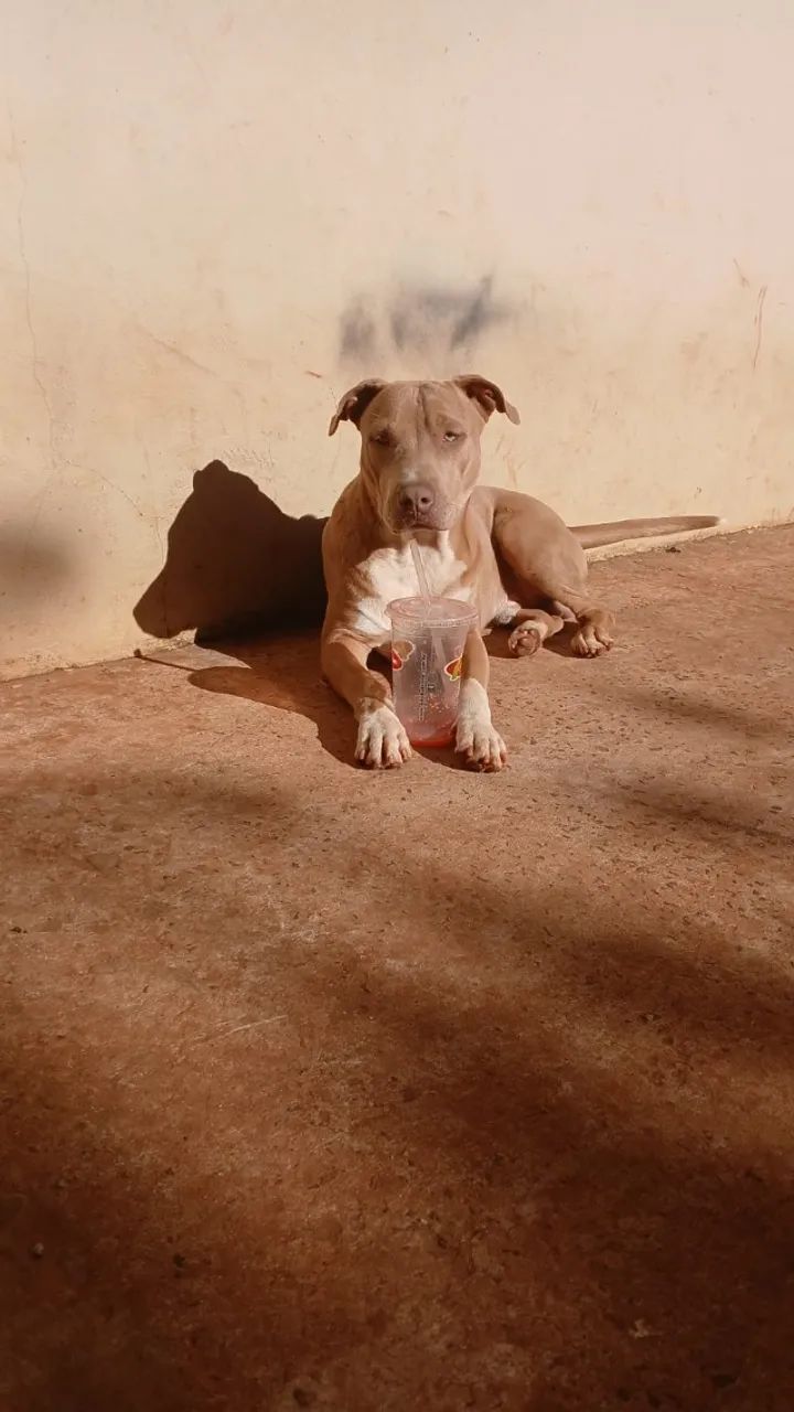 Filhotes de Pitbull - Foto 2