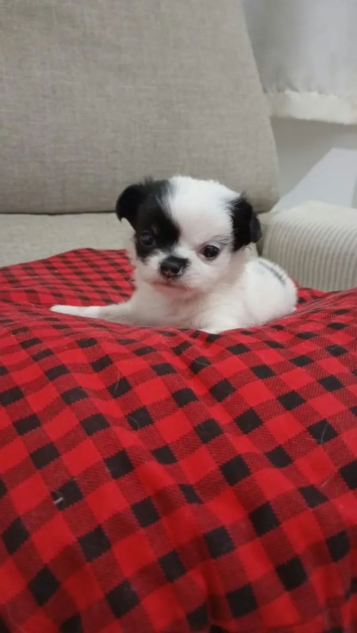 Chihuahua Pelo Longo  - Foto 3