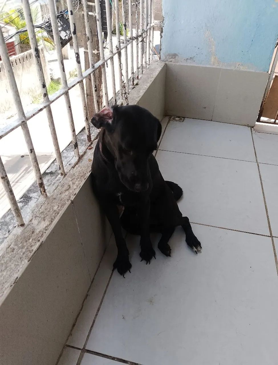 Doação labradora - Foto 2