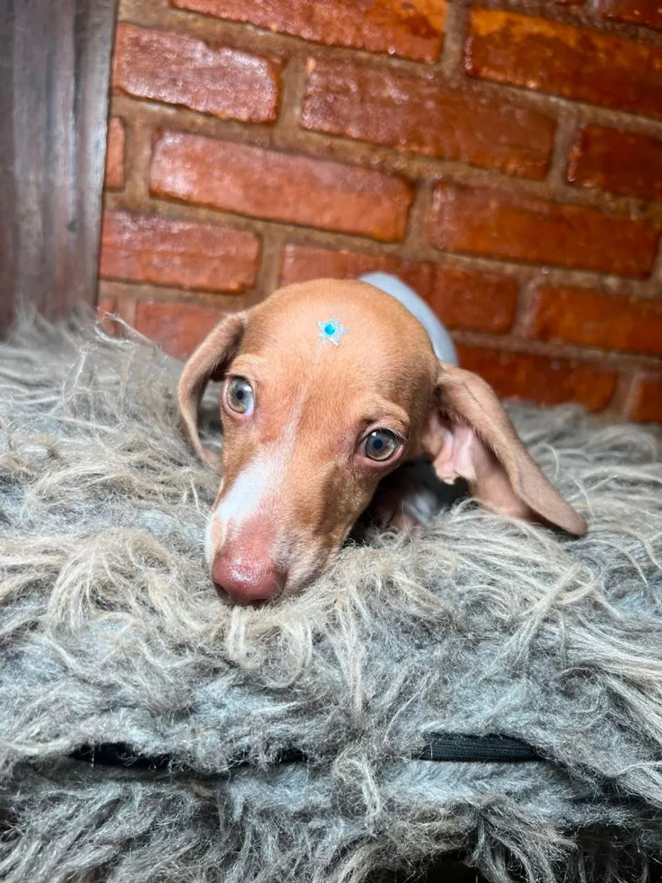 Dachshund - Foto 3