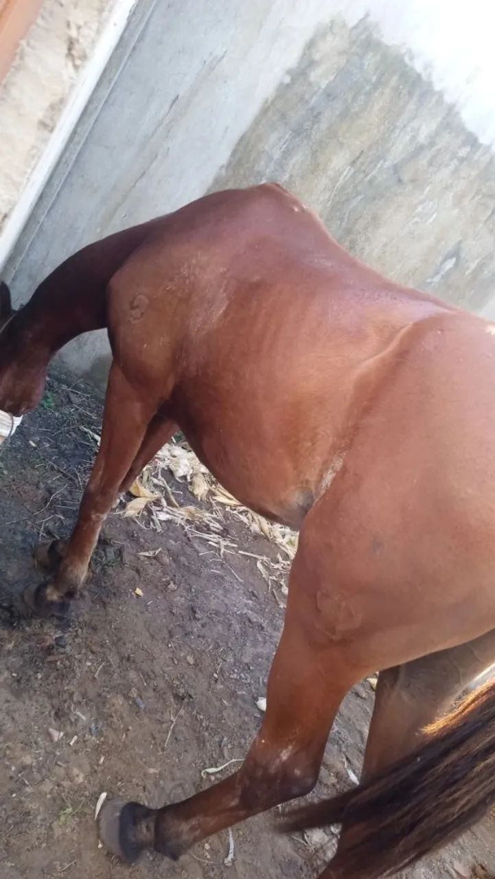 Cavalo de sela e carroça  - Foto 4