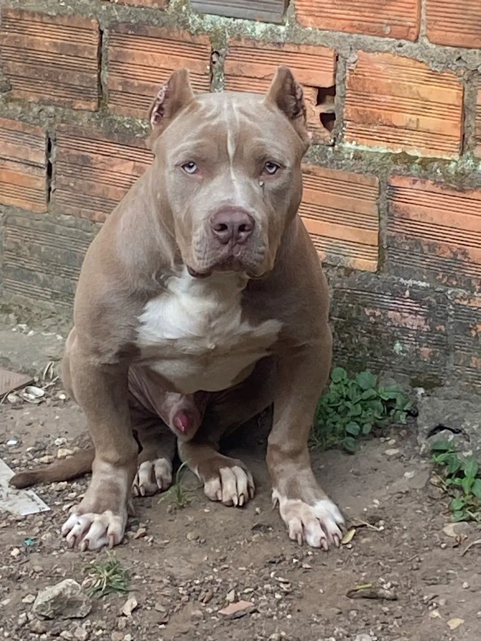 Pit monster de 6 meses neto do mandíbula  - Foto 2