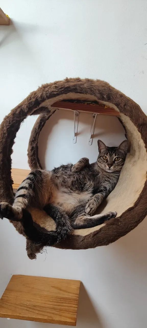 ADOÇÃO RESPONSÁVEL DE GATA  - Foto 2
