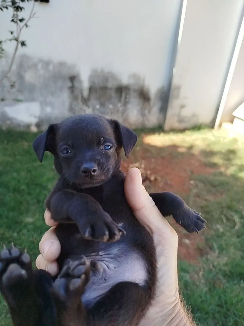 Pincher  - Foto 3
