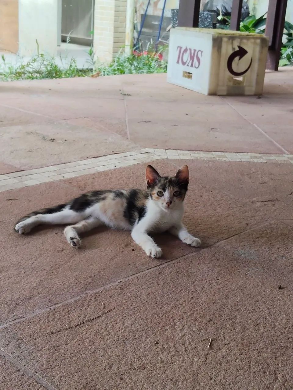 Gatinhas disponíveis para adoção responsável! - Foto 3