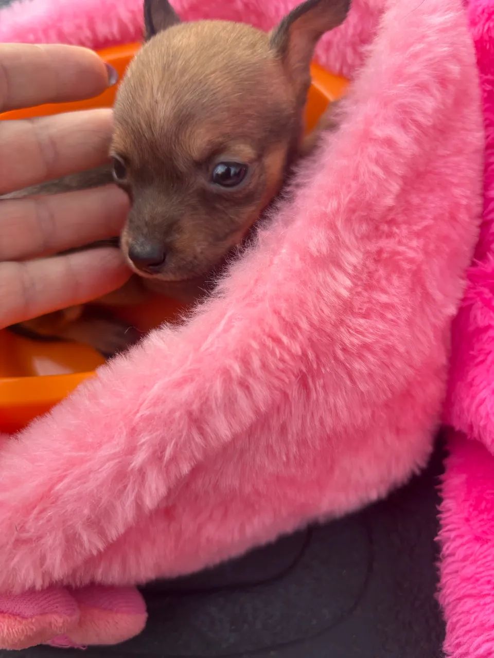 Pinscher fêmea  - Foto 4