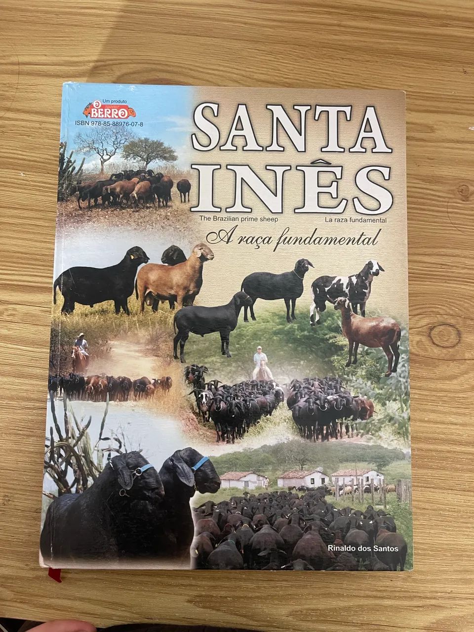 Santa Inês -  a raça fundamental