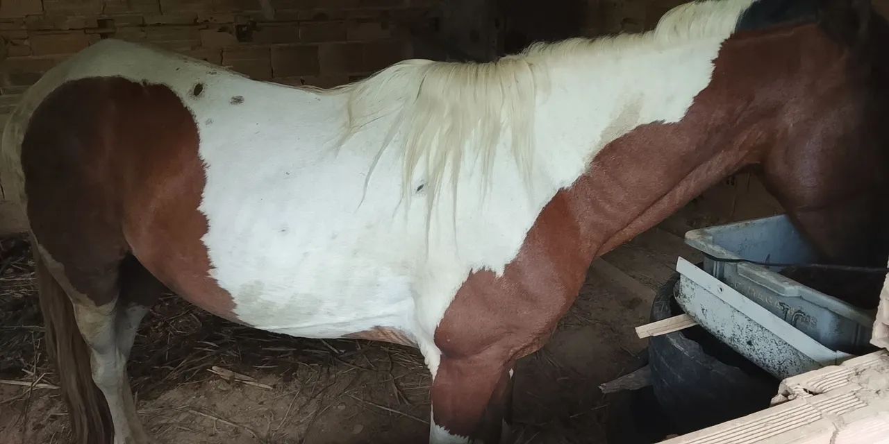 Cavalos a venda  - Foto 4