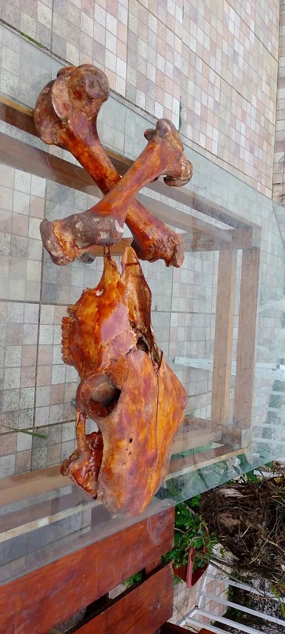 Crânio boi com ossos cruzados - Foto 4