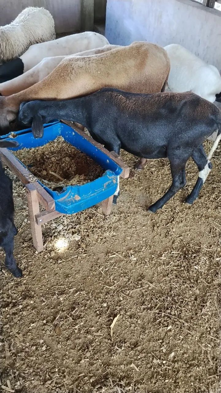Ovelhas e Carneiros  - Foto 4