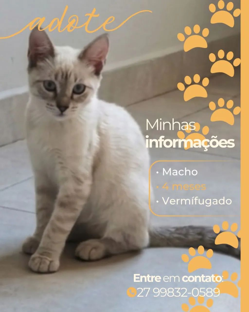 Doação responsável - gato macho 