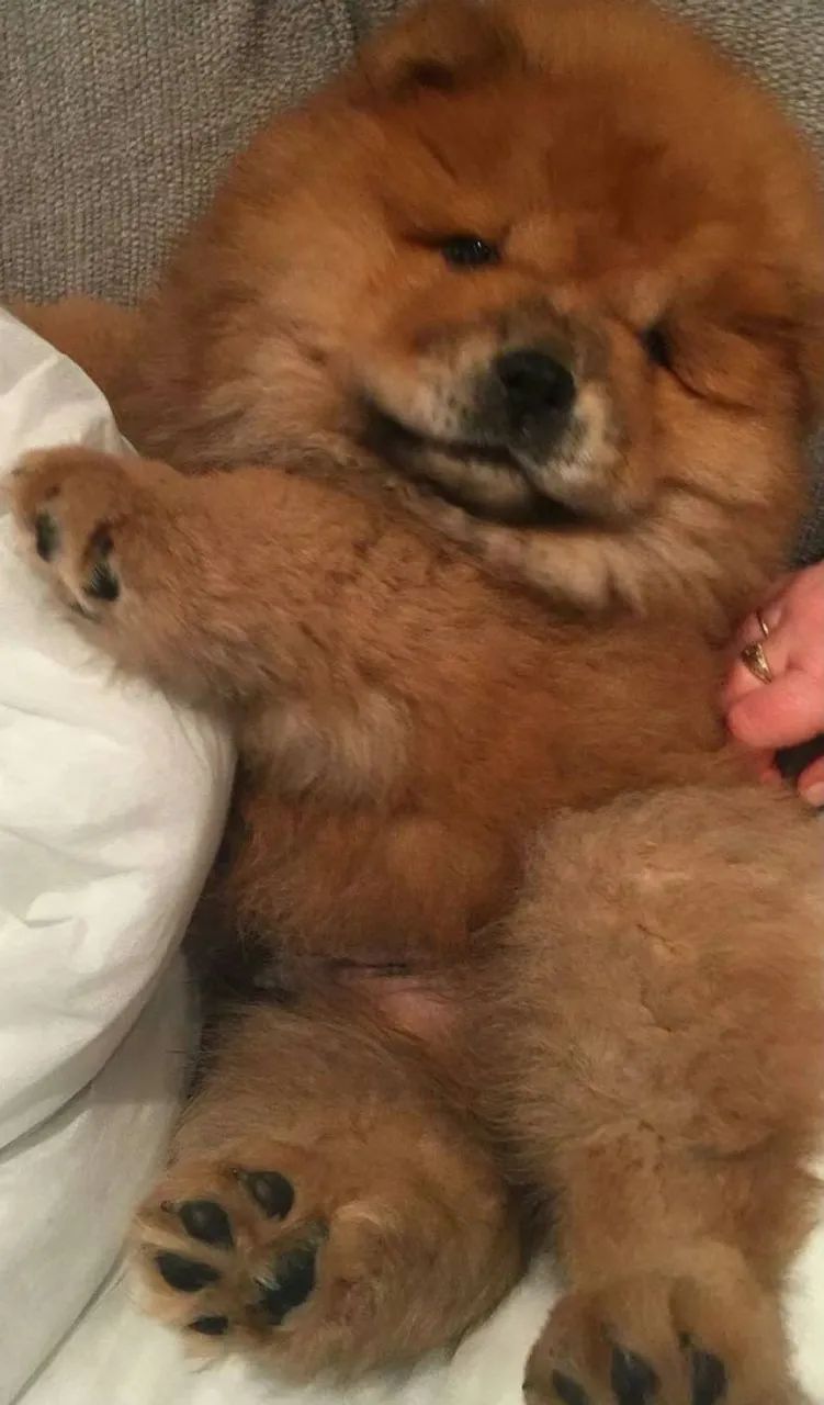 Chow chow lindo e fofo 