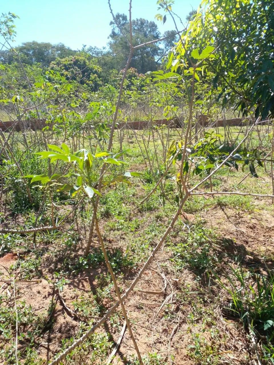Chácara venda - Foto 3