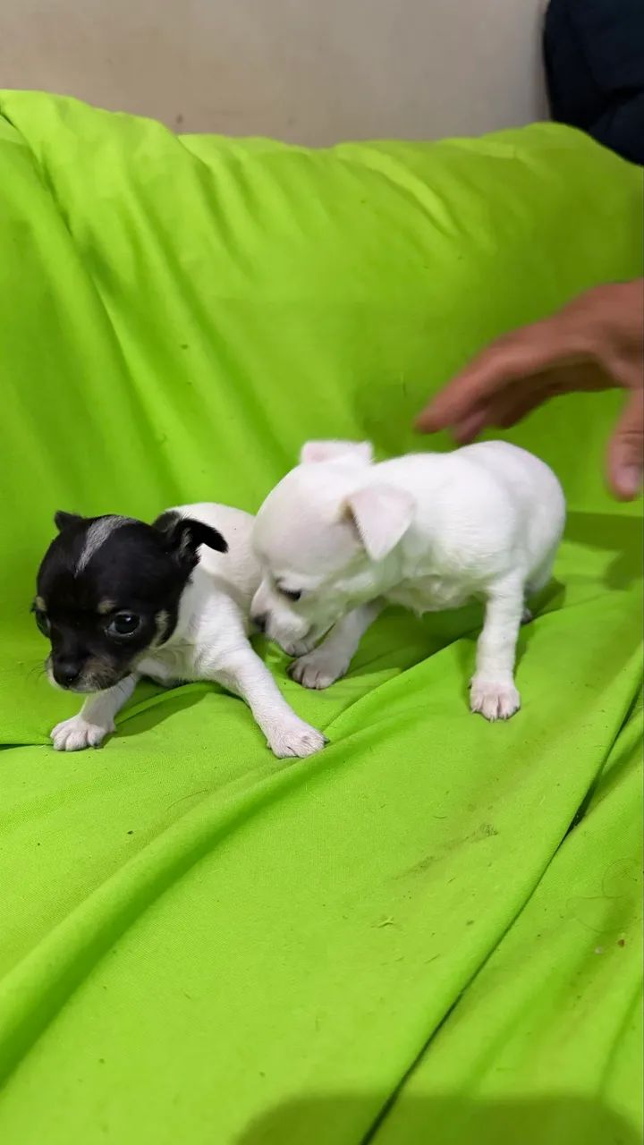 Pinscher - Foto 2