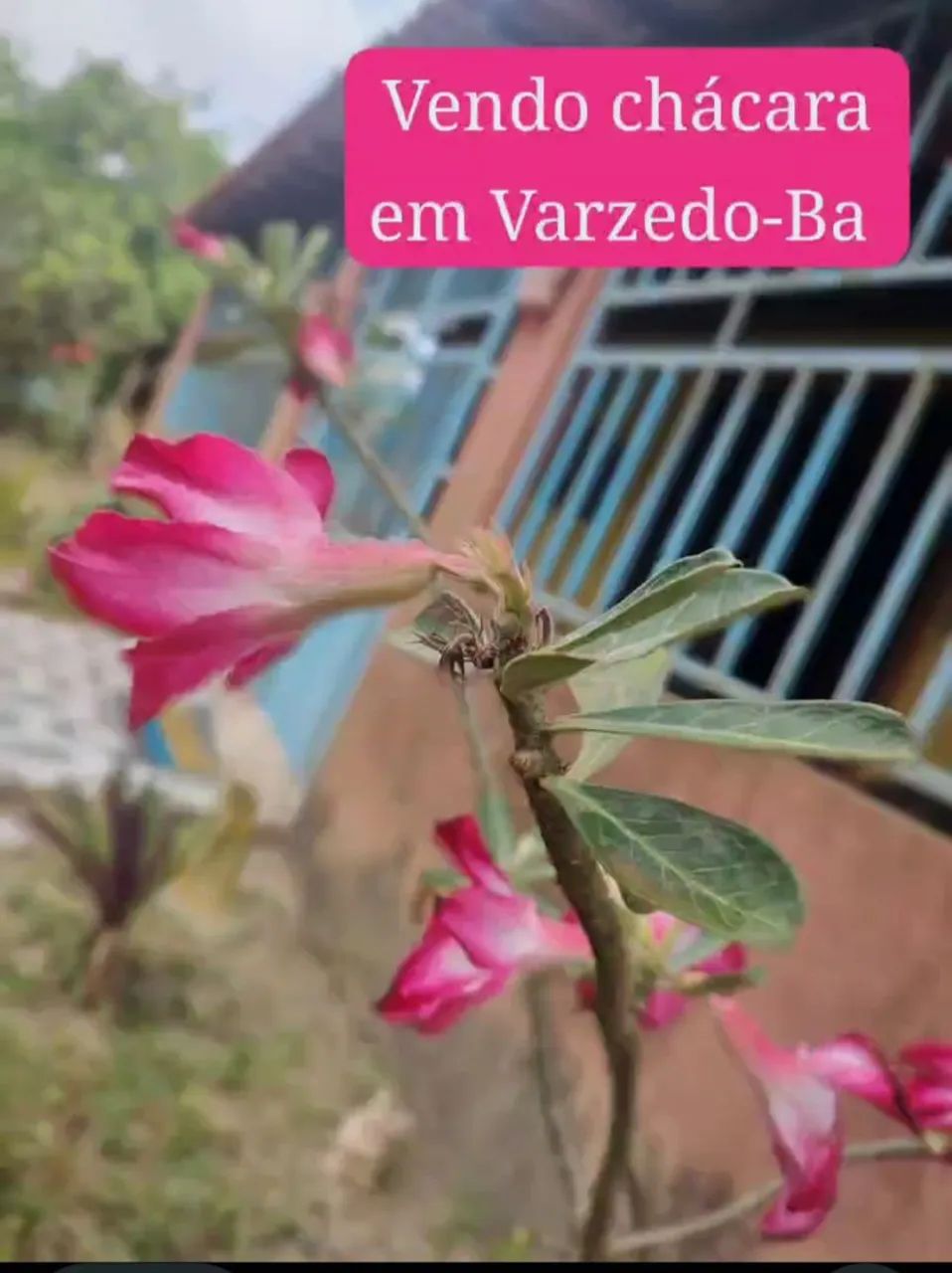 Chácara agradável em Varzedo