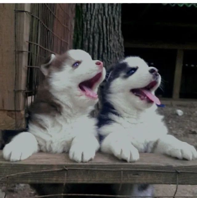 Husky siberiano elegancia 