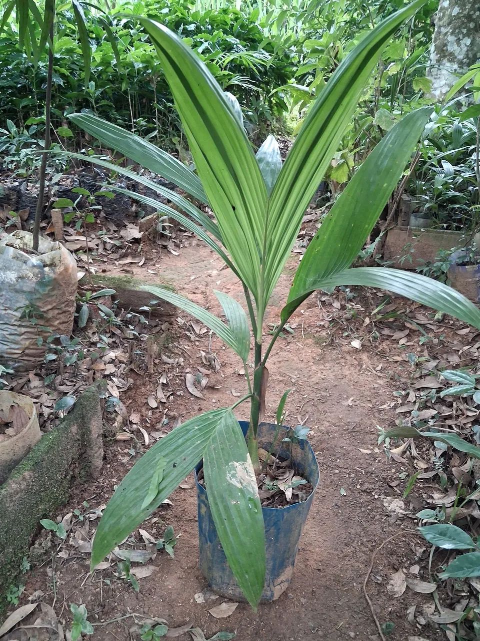 Vendo mudas de palmeira areca trianda. - Foto 6