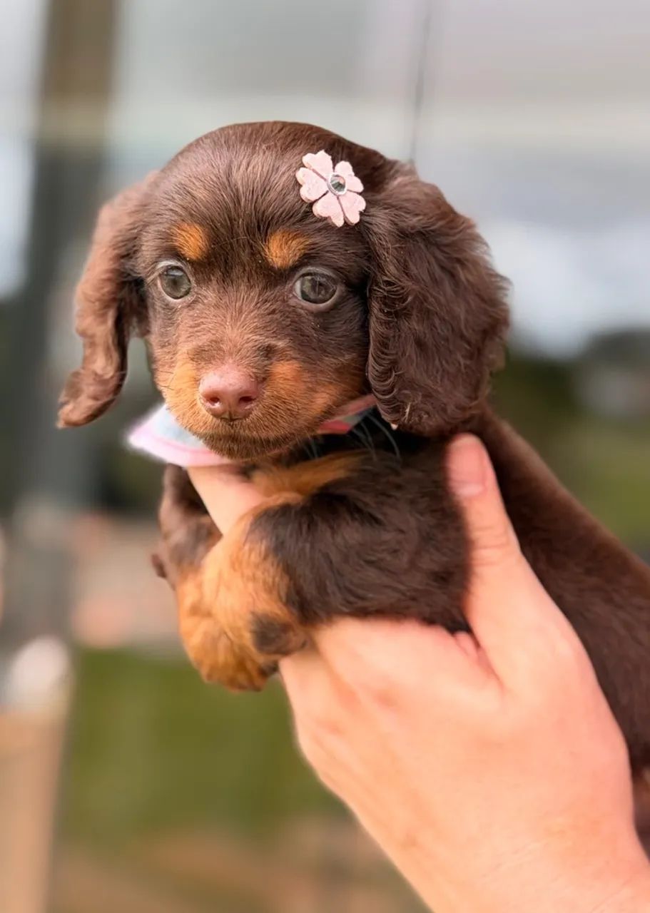 Dachshund Pelo Longo  - Foto 4
