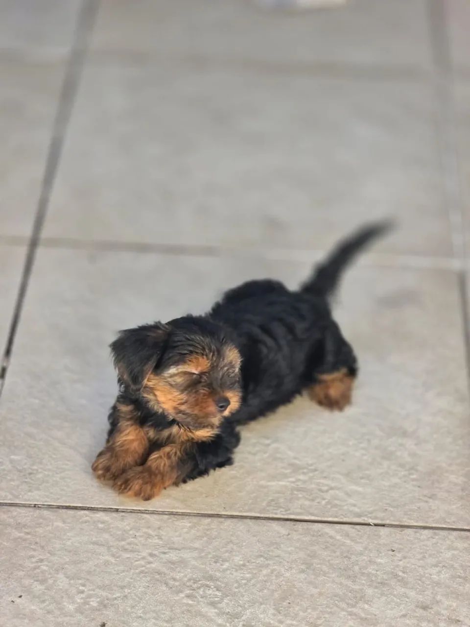 Cachorros ?  - Foto 3