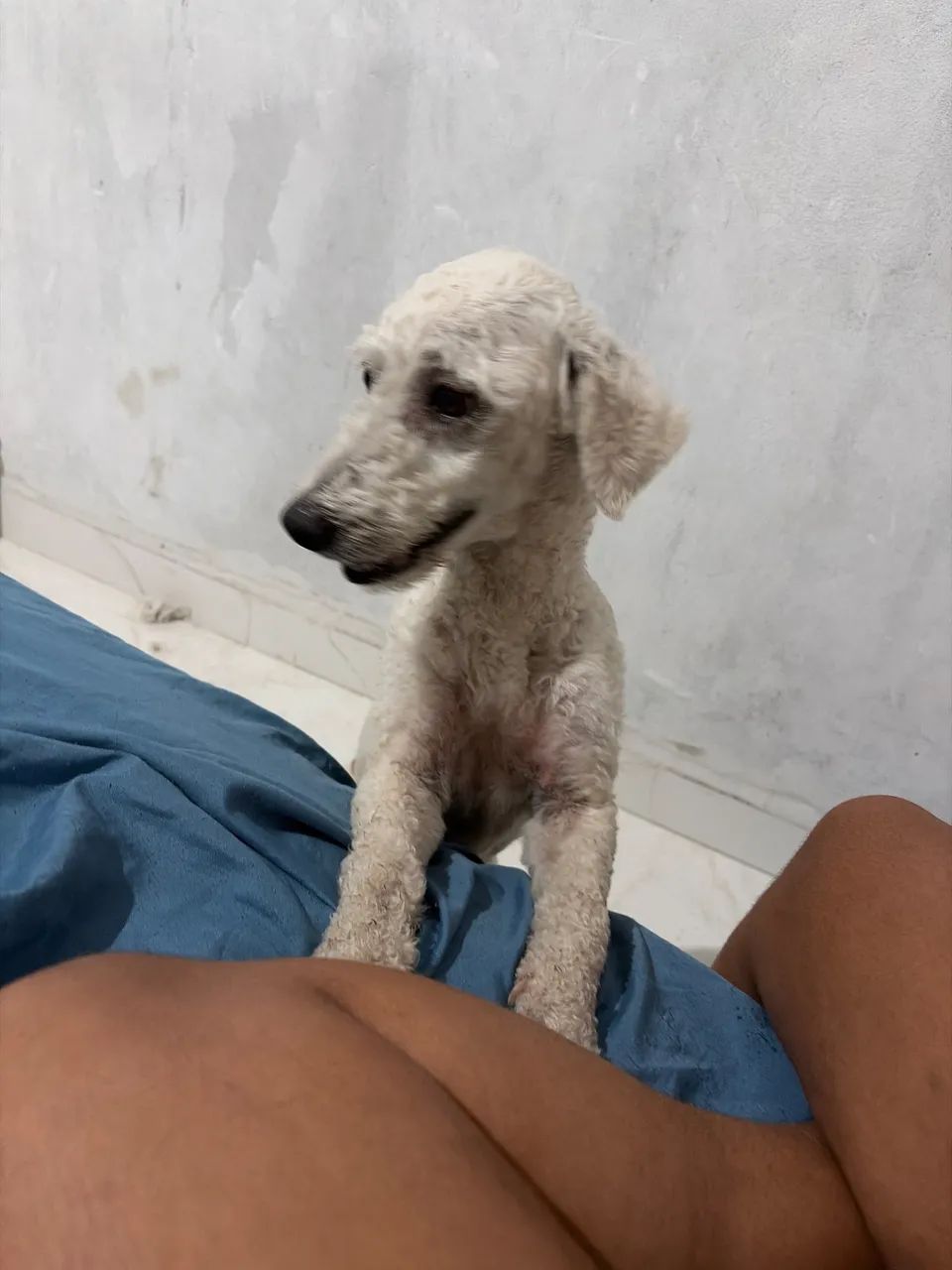Doação de cachorro 