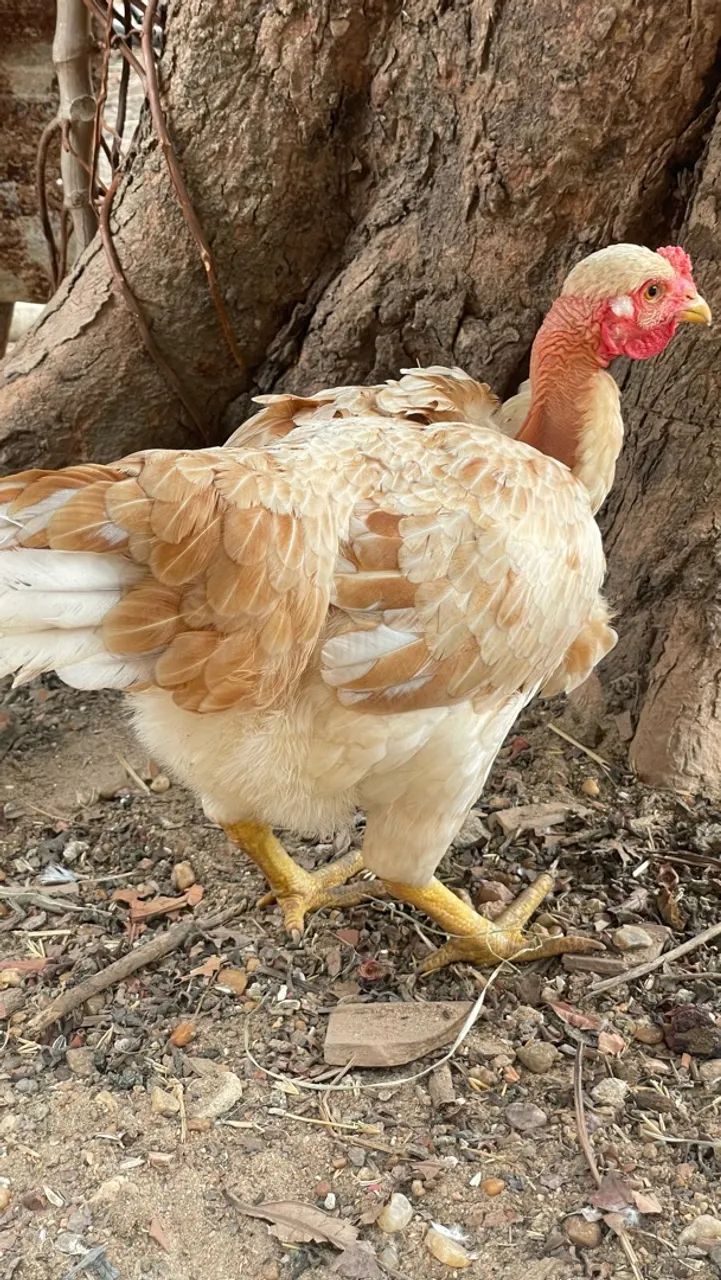 Galinha 
