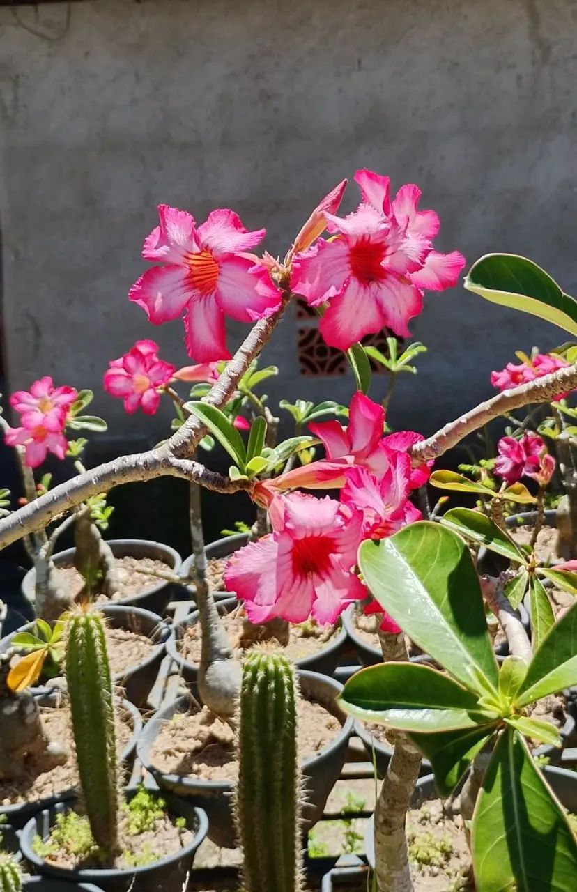 ROSA DO DESERTO  - Foto 4