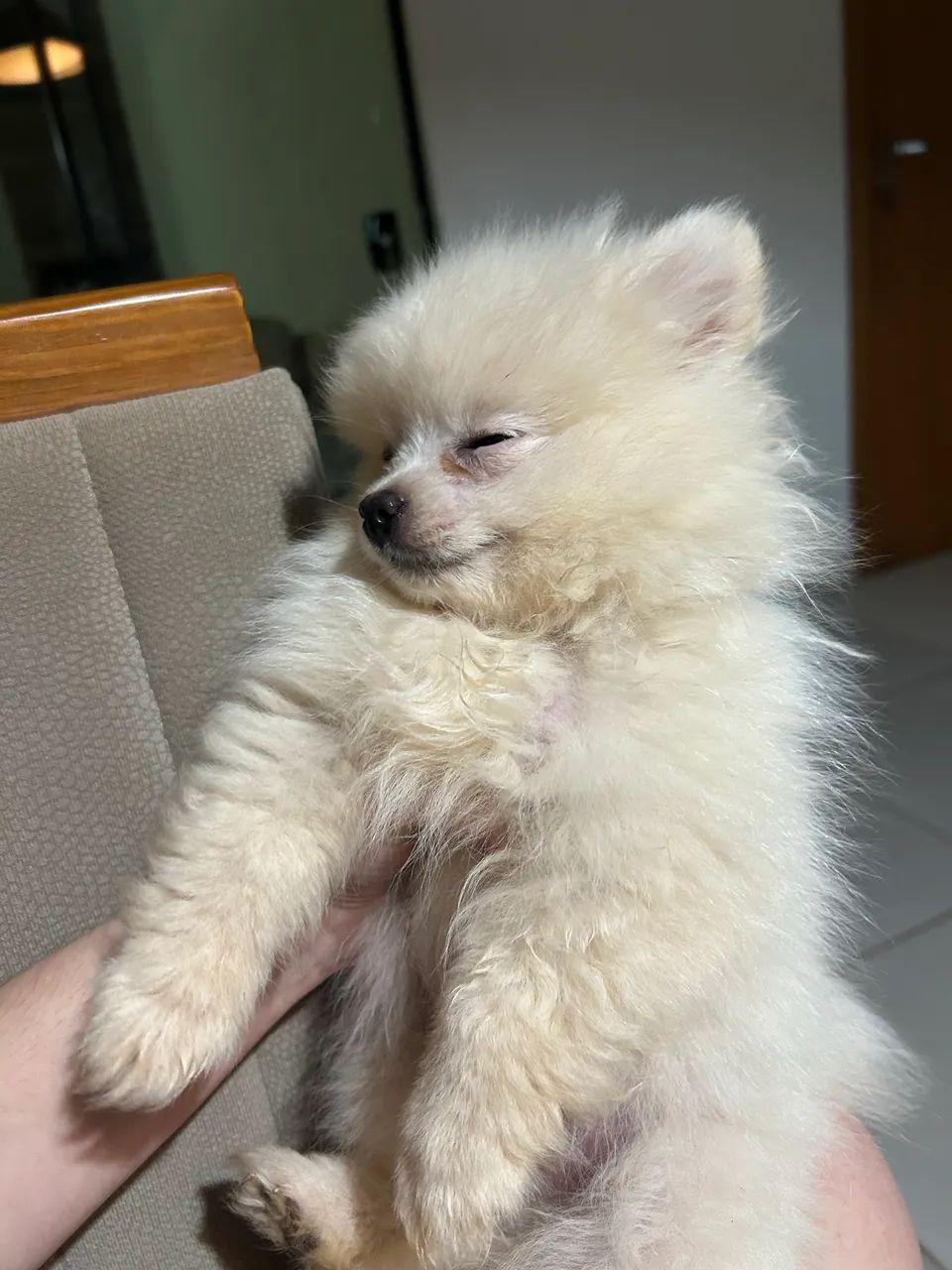 Spitz Alemão, macho de 4 meses de vida - Foto 4