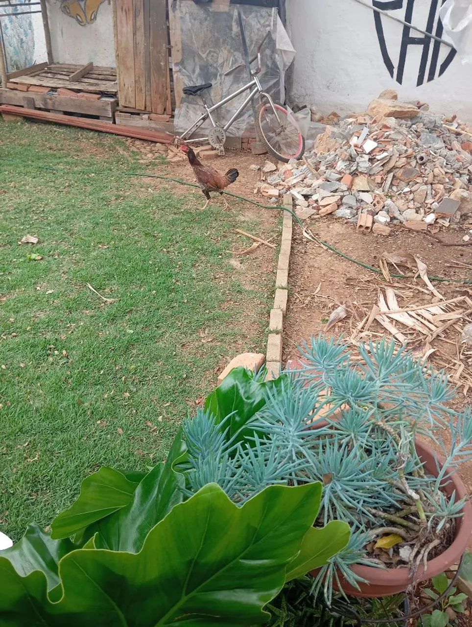 Galinhas poedeira/caipira - Foto 4