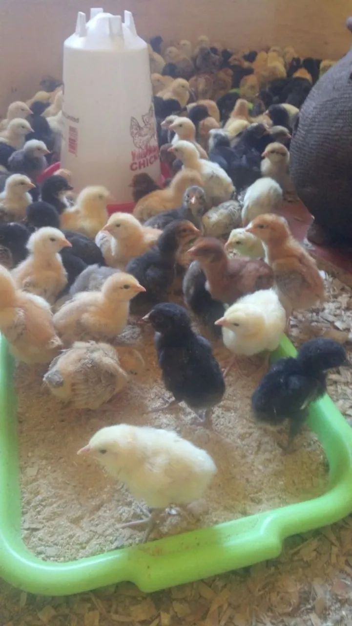 PINTINHOS CAIPIRAS FORTES E SAUDÁVEIS