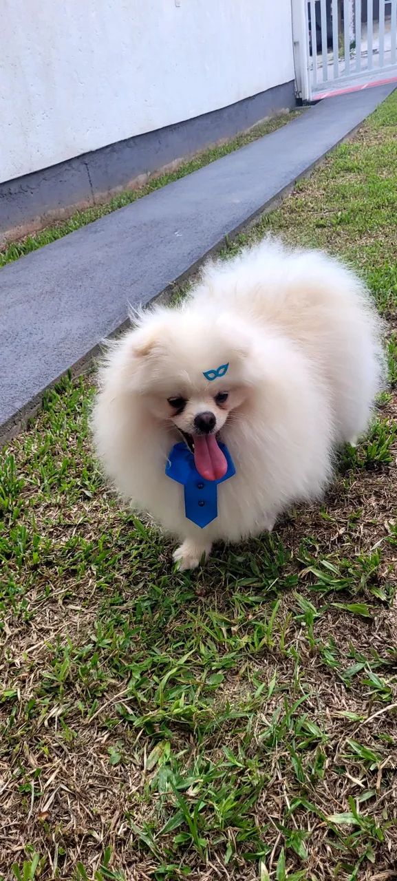 SPITZ ALEMÃO A VENDA - Foto 2