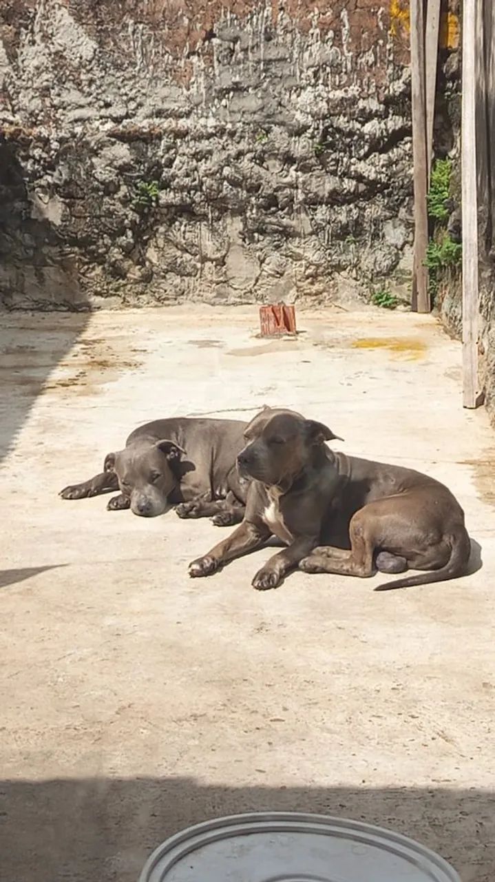 2 Pitbull 