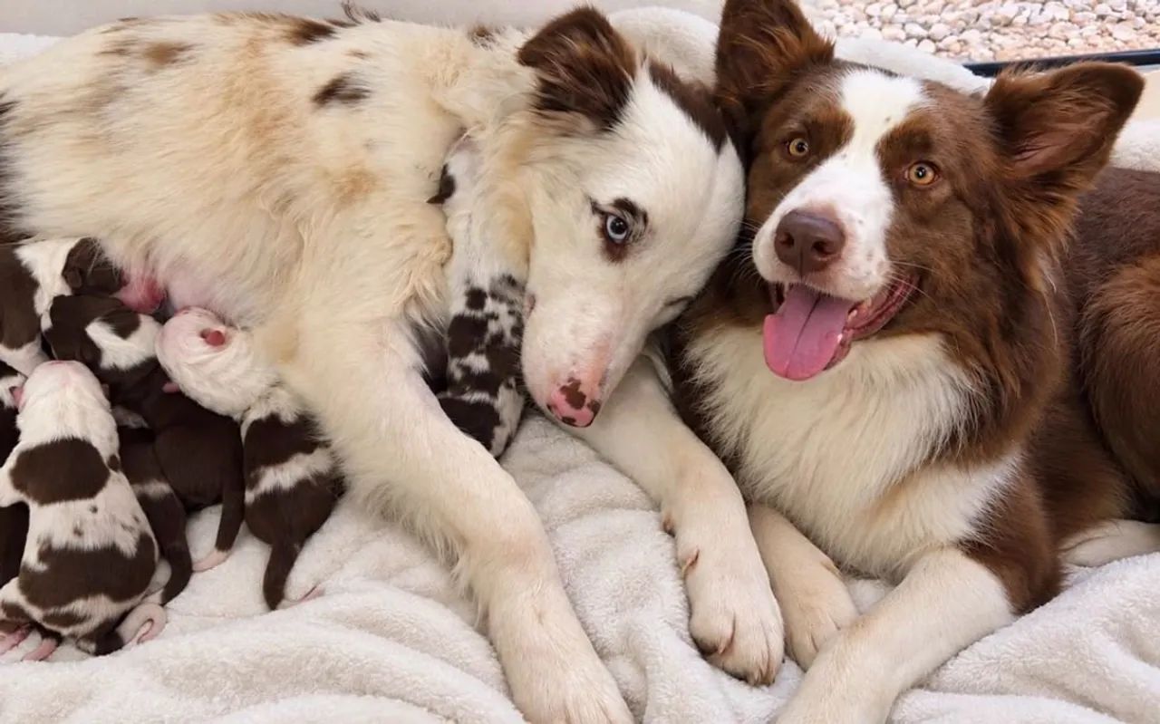 Border collie 