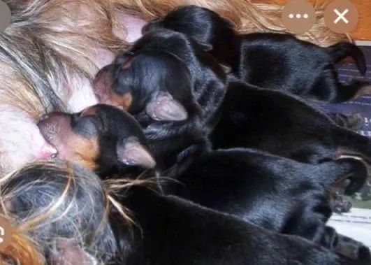 yorkshire terrier  - Foto 3